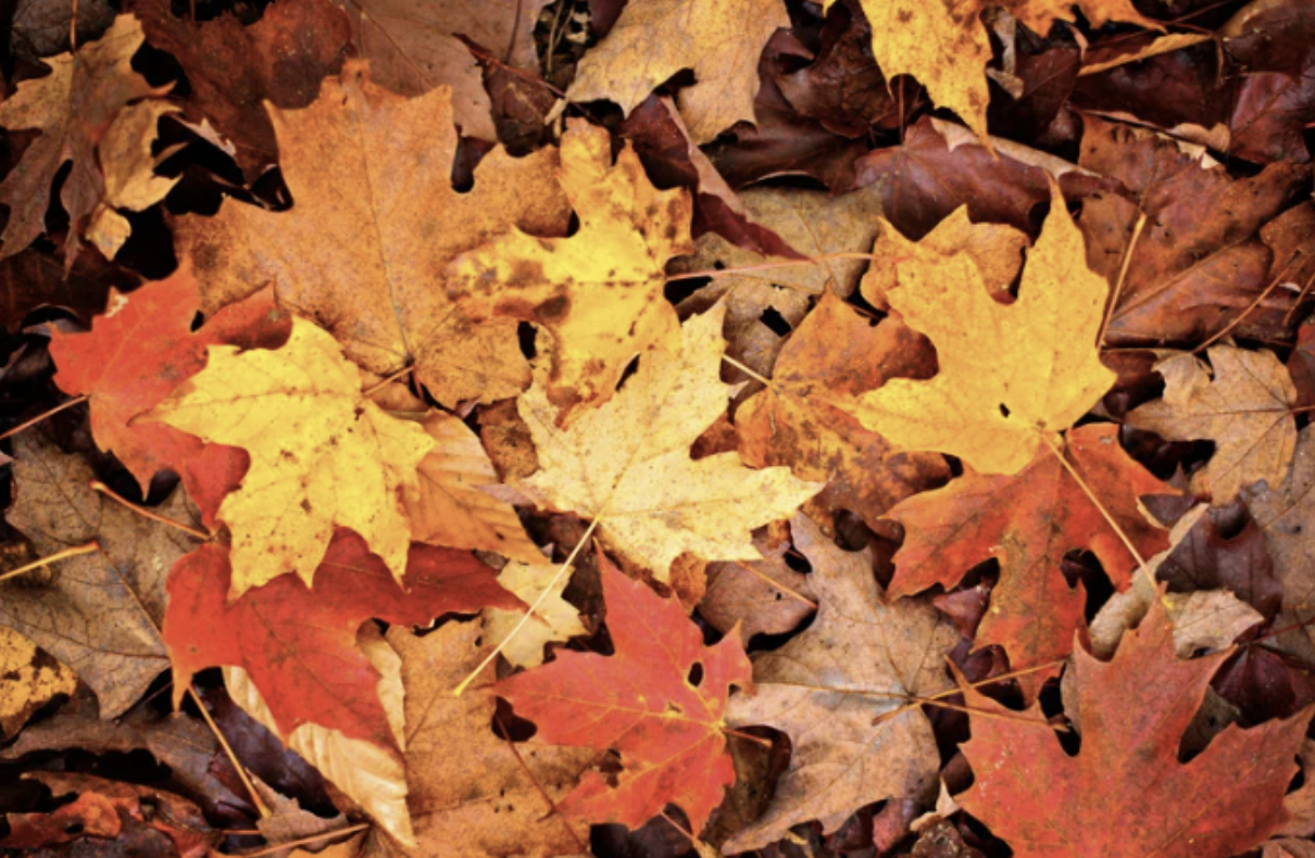 The Best Places to See Fall Foliage in Towns County, Georgia
